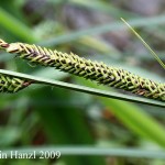 Carex_elata_4