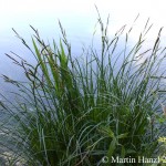 Carex_elata_5