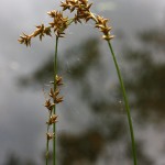 Carex_elongata_1