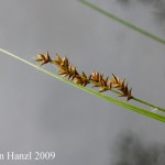 Carex_elongata_2