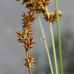 Carex_elongata_3