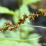 Carex_elongata_4