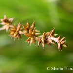 Carex_elongata_5