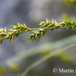 Carex_elongata_6