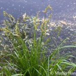 Carex_elongata_7