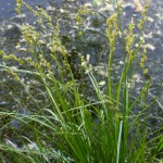 Carex_elongata_8