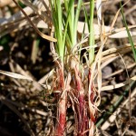 Carex_montana_1