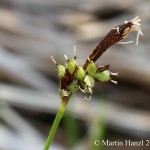 Carex_montana_2