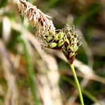 Carex_montana_3