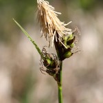 Carex_montana_4