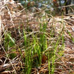 Carex_montana_5