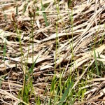 Carex_montana_6