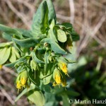 Cerinthe_minor_2