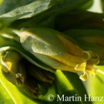 Cerinthe_minor_4