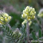 Oxytropis_pilosa_1