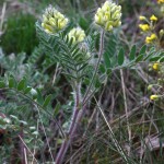 Oxytropis_pilosa_2