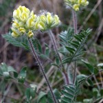 Oxytropis_pilosa_3