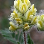 Oxytropis_pilosa_4