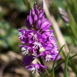 Polygala_comosa_1