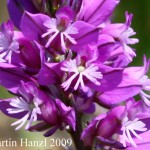 Polygala_comosa_2