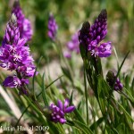 Polygala_comosa_3