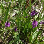 Polygala_comosa_4