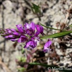 Polygala_comosa_5