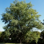 Populus nigra 1