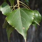 Populus nigra 2