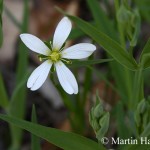 Stellaria_holostea_1