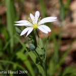 Stellaria_holostea_3