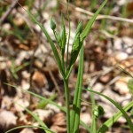 Stellaria_holostea_5