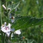 althaea_officinalis1