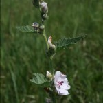 althaea_officinalis2