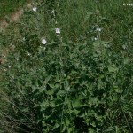 althaea_officinalis3