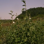 althaea_officinalis4