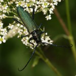 aromia_moschata1