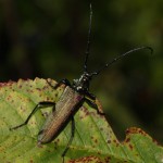 aromia_moschata2