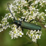 aromia_moschata3