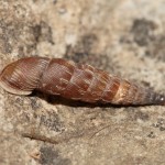 balea_biplicata1
