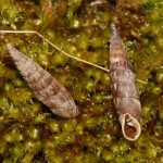 balea_biplicata2