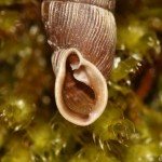 balea_biplicata3