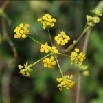 bupleurum_falcatum1