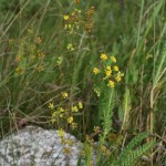 bupleurum_falcatum2