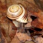 capaea_hortensis1