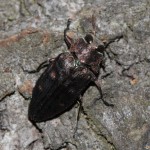 chrysobothris_affinis1