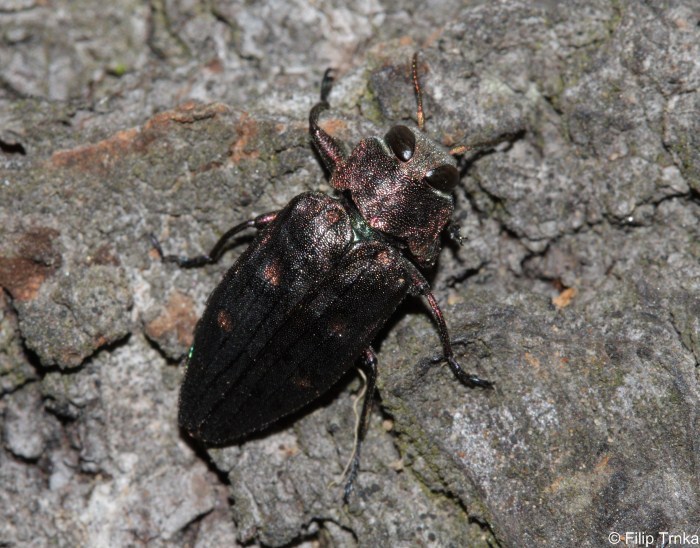 Chrysobothris affinis krasec šestitečný Buprestidae krascovití