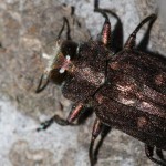 chrysobothris_affinis2