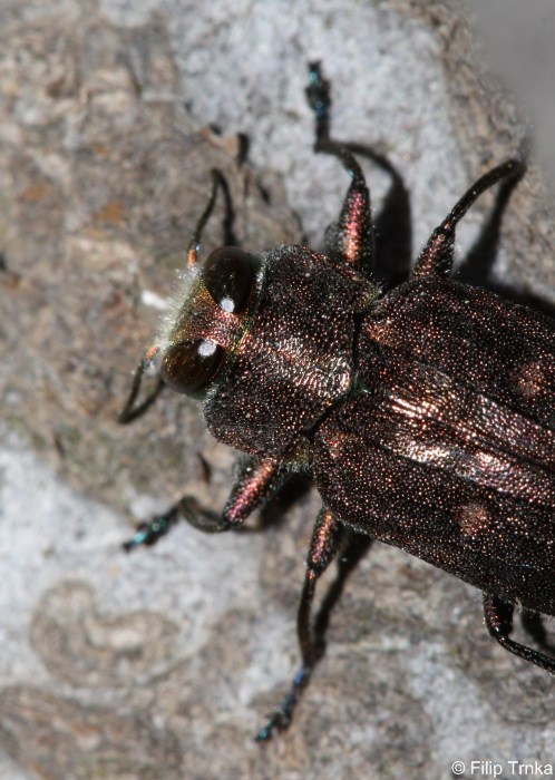 Chrysobothris affinis krasec šestitečný Buprestidae krascovití