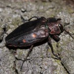 chrysobothris_affinis3